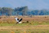Saddle-billed Stork flies in the floodplains of the Zambezi River in Mana Pools NP