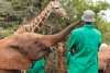 The David Sheldrick Wildlife Trust