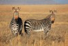 Cape Mountain Zebras in grassland, Mountain Zebra National Park
