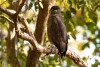 Tawney Eagle in Awash National Park