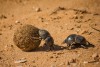Dung beetles roll dung in Addo Elephant National Park