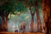 African elephants in beautiful habitat. Mana Pools NP, Zimbabwe