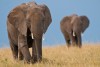 Masai Mara
