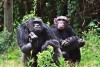 Ol Pejeta Conservancy