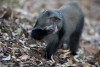 Samango monkey in the Eastern Highlands of Zimbabwe