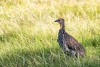 Amboseli National Park