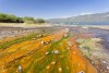 Colorful algae around hot springs at Lake Bogoria, Kenya
