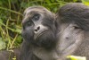 Silverback Mountain Gorilla in Bwindi Impenetrable National park in Uganda