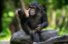 Chimpanzee 