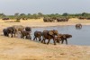Several heard of African elephants at waterhole Hwange National Park