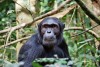 Kibale National Park