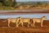 Lions in Samburu National Reserve, Kenya