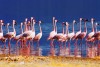 Flamingos near Bogoria Lake, Kenya