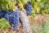Bunches of rape cabernet sauvignon grapes growing in one of the vineyards