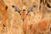 Lake Nakuru National Park