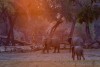 Elephant feeding in Mana Pools National Park, Zimbabwe