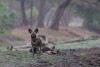Wilddogs in soft light in Mana Pools National Park, Zimbabwe