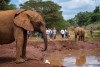 Nairobi Elephant Orphanage