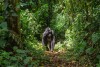 Mountain gorillas in the rainforest. Uganda. Bwindi Impenetrable National Park