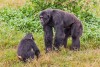 Ngamba Island Chimpanzee Sanctuary