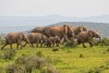 Elephants running at Addo Elephant National Park