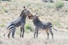 Two mountain zebra stallions fighting in the Mountain Zebra National Park