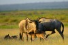 Amboseli National Park