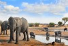 Large Bull elephant at a waterhole with blurred buffalo in the background in Hwange NP