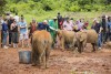 Tourists stroking baby elephants in the David Sheldrick Wildlife Trust