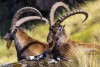 Walia Ibex