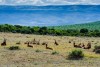 Red hartebeests antelopes lying on the grass in Addo Elephant National Park