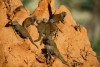 Dwarf Mongooses on a termite hill in Samburu National Reserve