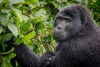 Blackback gorilla from the Nkuringo group, Bwindi Impenetrable National Park, Uganda