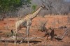 Giraffe at the Zambezi National Park in Zimbabwe