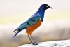 Superb Starling of Awash National Park