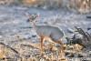 Dic dic antelope of Awash National Park