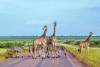 Giraffe and plains zebra in Kruger National Park
