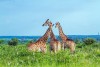 Kruger National Park