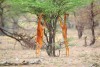 Samburu National Reserve