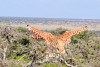 Ol Pejeta