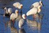 Spoonbill, Kruger National Park