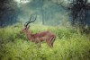 Tarangire National Park
