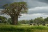 Tarangire National Park