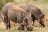 The common warthog, Kruger National Park