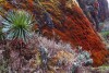 Rwenzori Mountains