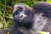Bwindi Impenetrable National Park