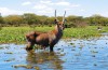 Naivasha Lake