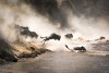 Migration in Masai Mara