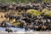 Migration in Masai Mara
