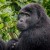Six Day Big Game and Gorillas Safari
